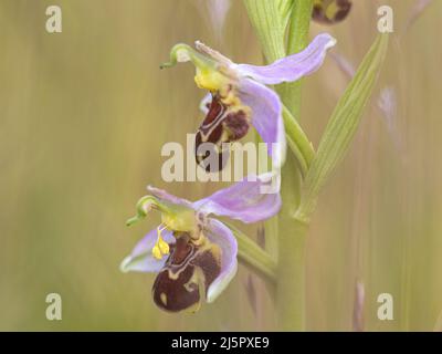 Bienenorchidee, Ophrys apifera, Blütenspitze. Norfolk. Juni Stockfoto