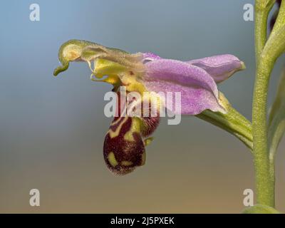 Bienenorchidee, Ophrys apifera, Nahaufnahme Detail der Blume. Norfolk. Juni Stockfoto