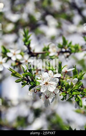 Weiße Blüten wachsen irgendwo in Polen auf einem Kirschbaum-Ast Stockfoto