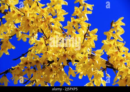 Zweige mit gelben Blumen bedeckt vor einem blauen Himmel irgendwo in Polen Stockfoto