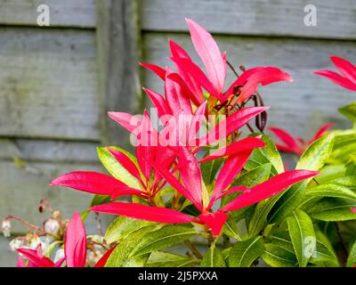 Pieris Japonica 'Forest Flame' eine immergrüne Strauchpflanze mit farbenprächtigem, rot-rosa Laub im Frühjahr, Stockfoto Stockfoto