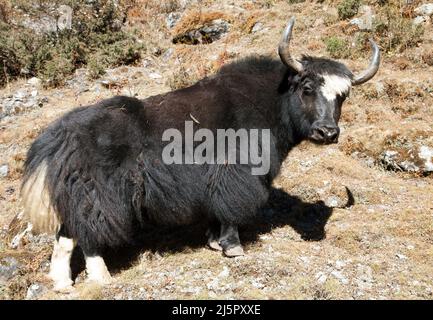 Schwarzer Yak (bos grunniens oder bos mutus) Auf dem Weg zum Everest-Basislager - Nepal Stockfoto