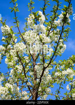 Kirschbaum 'Morello' (Prunus cerasus ) eine frühlingsblühende Pflanze mit weißer Blütenblüte in der Frühjahrssaison mit tiefroten Früchten, Stock Foto i Stockfoto