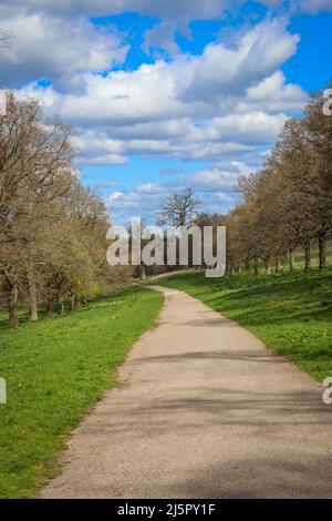 Von Bäumen gesäumter Weg durch das Lowther Estate Stockfoto