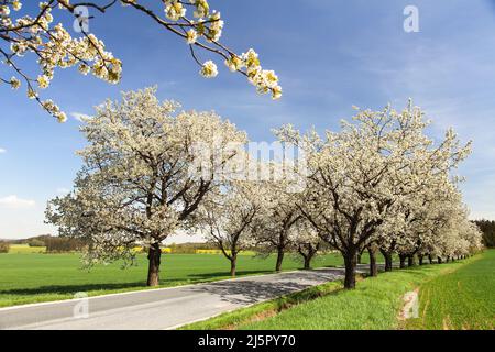 Allee von Kirschbäumen weiß blühenden schöne Aussicht Stockfoto