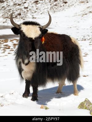 Schwarz-weißer Yak, bos grunniens oder bos mutus, auf Schneehintergrund in Annapurna in der Nähe von Ice Lake, Nepal Stockfoto