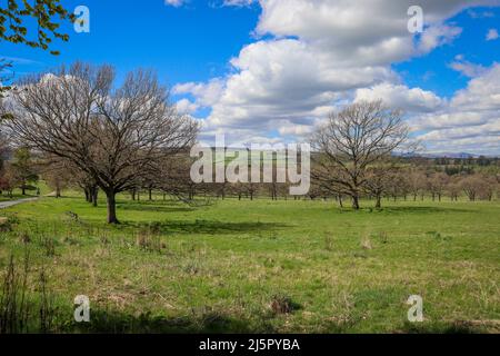 Offene Landschaft, Lowther Estate, Cumbria, mit Bäumen, Hügeln und blauem Himmel Stockfoto