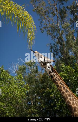 Giraffe versucht, einen Palmenzweig mit seiner langen Zunge zu erreichen Stockfoto