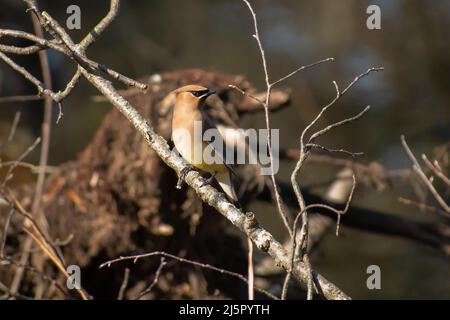 Zedernwachsflügel auf Ast Stockfoto