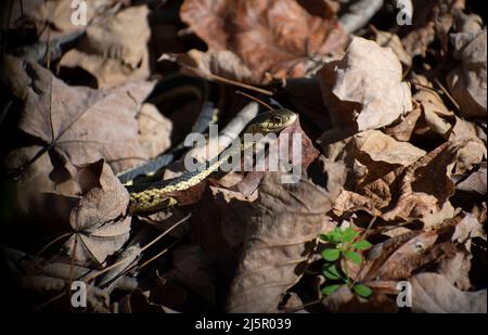 Schlange auf dem Boden im Wald Stockfoto