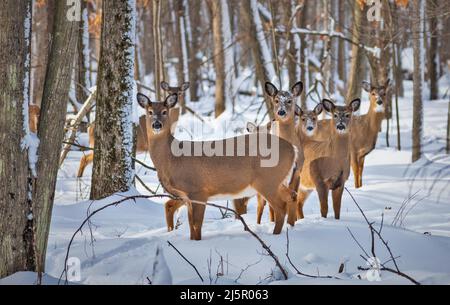 Hirsche im Wald im Winter Stockfoto