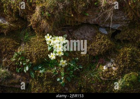 Wilde Primrosen an einem Flussufer im Kentmere-Tal von Cumbria Stockfoto