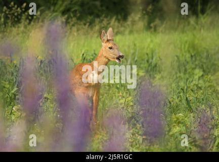 Rehe fressen Gras auf der Wiese mit violetten Lupinen im Vordergrund Stockfoto