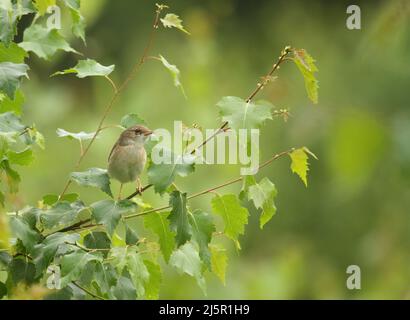 Rotkehlchen - Curruca communis - in natürlichem Lebensraum Stockfoto