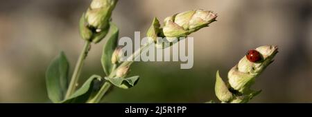 Marienkäfer auf einem Halm von Salbei, Insekten auf Pflanzen Stockfoto