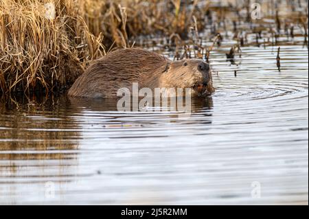 Ein großer Biber castor canadensis im Wasser, der seine Zähne zeigt Stockfoto