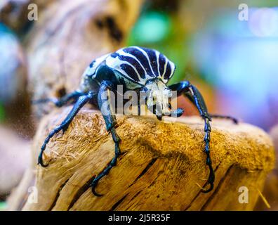 Nahaufnahme des Goliath-Käfer (Goliathus goliatus) in seinem natürlichen Lebensraum Stockfoto