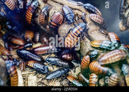 Nahaufnahme einer Kolonie Madagaskars zischende Kakerlake (Gromphadorhina portentosa) Stockfoto