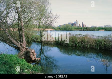 Der Coppermill Stream im Frühling im Walthamstow Wetlands Nature Reserve, North London, Großbritannien Stockfoto