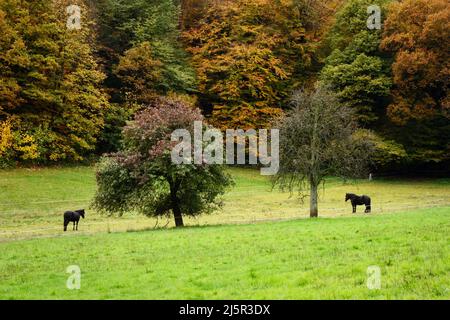 Zwei Pferde stehen an einem Herbsttag auf einer Wiese in der Nähe des Pfälzer Waldes bei zwei Bäumen. Stockfoto