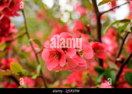 Nahaufnahme der zarten roten Blüten des Chaenomeles japonica-Strauches, allgemein bekannt als japanische Quitte oder Maule-Quitte in einem sonnigen Frühlingsgarten, wunderschönes J Stockfoto