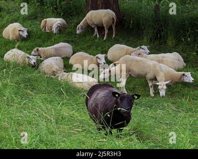 Niederlande, Ochten, schwarze Schafe dazwischen weiß auf einer Wiese mit genug zu essen Stockfoto