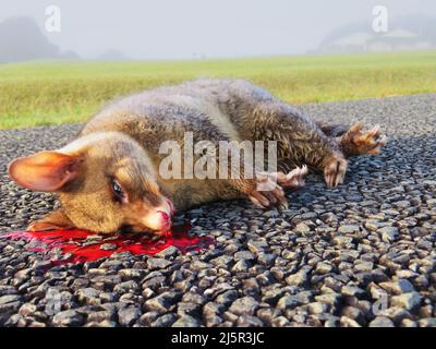 Der gewöhnliche Reisigschwanz-Possum (Trichosurus vulpecula) ist ein großer landwirtschaftlicher und erhaltlicher Schädling in Neuseeland. Auf dem Foto ein toter Possum, überrannt Stockfoto