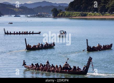 Maori-Krieger paddeln Waka taua (Kriegskanus) in Waitangi Day-Feierlichkeiten in Waitangi verschiedene Māori-Traditionen erzählen, wie ihre Vorfahren sich aufmachen Stockfoto