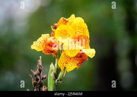 Lebhaft gelbe Blüten der Canna indica, allgemein bekannt als Indian Shot, African ARROWRoot, essbare Canna, lila ARROWRoot oder Sierra Leone ARROWRoot, in s Stockfoto