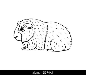 Vektor Hand gezeichnete Doodle Skizze Guinea Schwein isoliert auf weißem Hintergrund Stock Vektor
