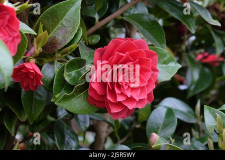 Camellia Japonica ÔBlack TieÕ in Blüte Stockfoto