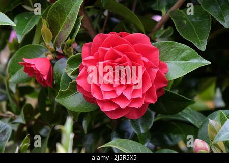 Camellia Japonica ÔBlack TieÕ in Blüte Stockfoto