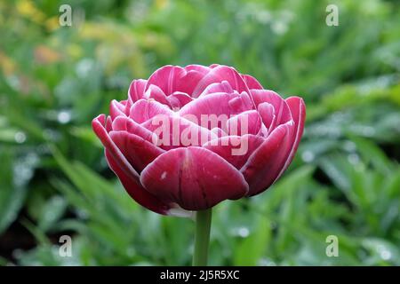 Double Tulip ÔDream TouchÕ in Blüte Stockfoto