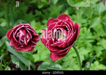 Double Tulip ÔDream TouchÕ in Blüte Stockfoto