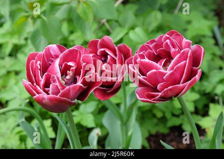 Double Tulip ÔDream TouchÕ in Blüte Stockfoto