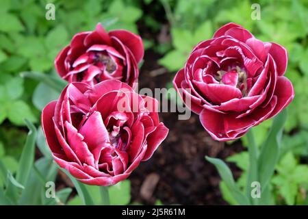 Double Tulip ÔDream TouchÕ in Blüte Stockfoto