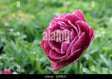 Double Tulip ÔDream TouchÕ in Blüte Stockfoto