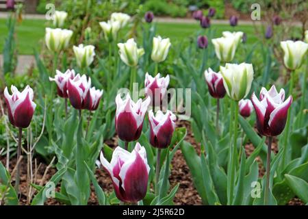 Lily blühte Tulpe ÔBalladeÕ in voller Blüte. Stockfoto