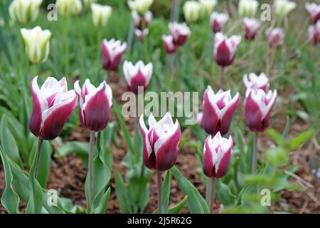 Lily blühte Tulpe ÔBalladeÕ in voller Blüte. Stockfoto