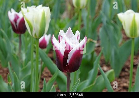 Lily blühte Tulpe ÔBalladeÕ in voller Blüte. Stockfoto