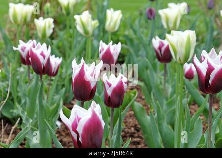 Lily blühte Tulpe ÔBalladeÕ in voller Blüte. Stockfoto