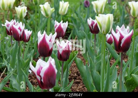 Lily blühte Tulpe ÔBalladeÕ in voller Blüte. Stockfoto