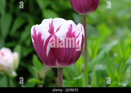 Tulpe ÔRems FavoriteÕ in Blüte. Stockfoto