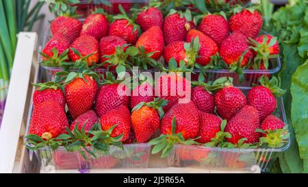 Große rote Erdbeeren in Kunststoffschüben reife Früchte Stockfoto