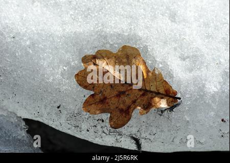 Einzelnes braunes, verblassenes Eichenblatt auf Schnee. Horizontales Foto. Stockfoto
