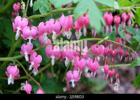 Die zarten Blüten des blutenden Herzens blühen Stockfoto