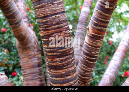 Gestreifter Bark des Prunus serial x serrulata Tree oder der japanischen und tibetischen Kirsche. Stockfoto