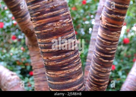 Gestreifter Bark des Prunus serial x serrulata Tree oder der japanischen und tibetischen Kirsche. Stockfoto