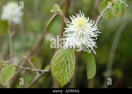 Berghexe erle in Blüte Stockfoto