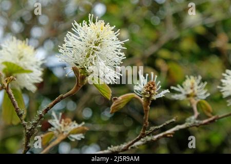 Berghexe erle in Blüte Stockfoto